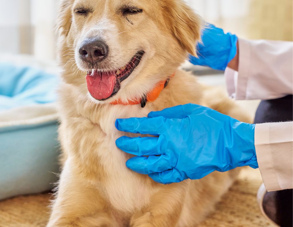 AER air purifier for veterinary clinics