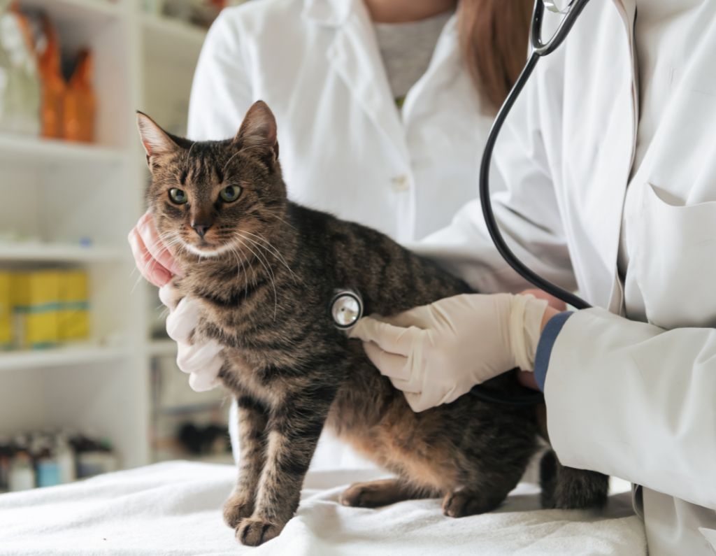 AER air purifier for veterinary clinics