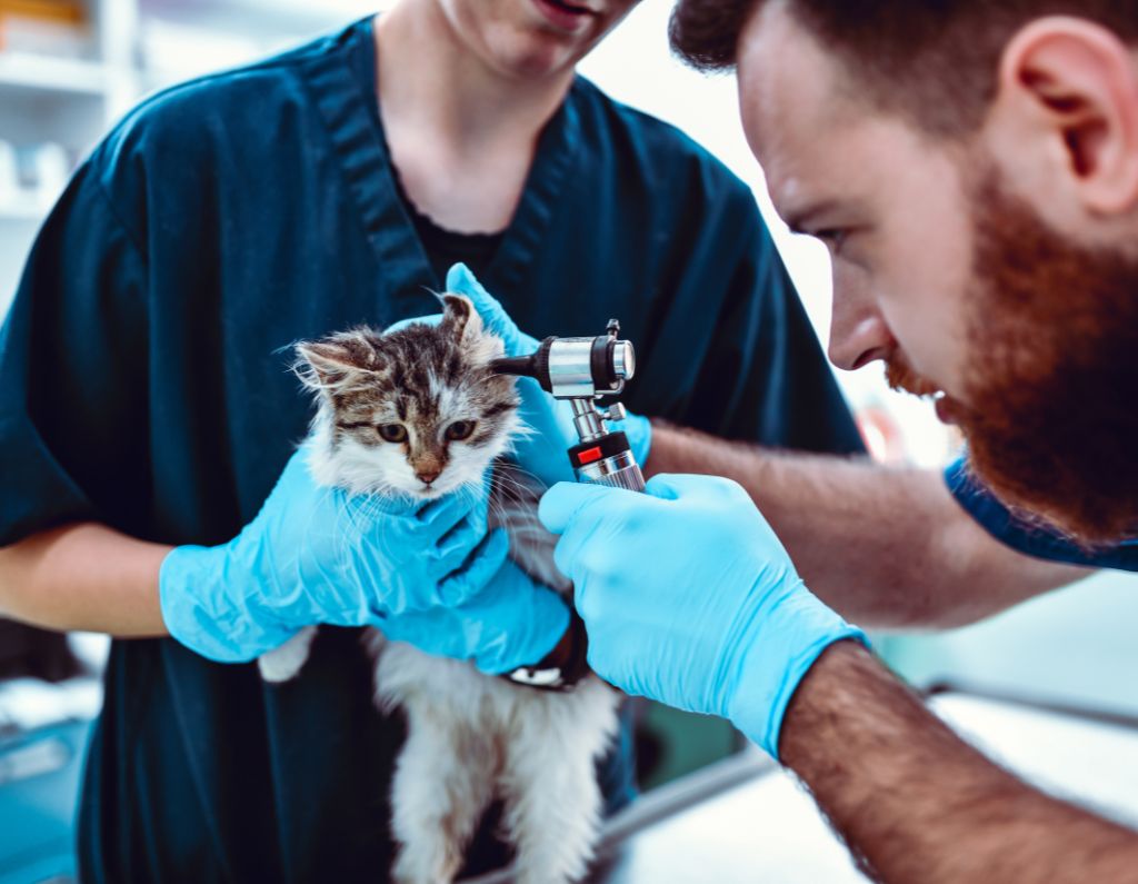 AER air purifier for veterinary clinics